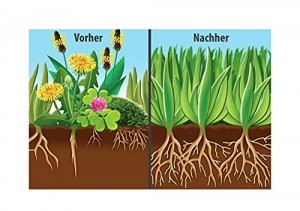 COMPO Rasendünger gegen Unkraut+ Moos Komplett-Pflege, 3 Monate Langzeitwirkung, Feingranulat, 9 kg, 300m² - 2